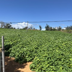 海南省直辖县陵水黎族自治县黎安镇大墩村地块二16.99亩耕地出租