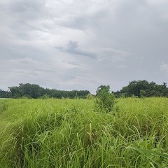 海南省直辖县定安县雷鸣镇南九村委会排溪村两片地块共计142.83亩集体林地出租