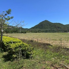 海南省直辖县陵水黎族自治县黎安镇大墩村地块七34.79亩耕地出租