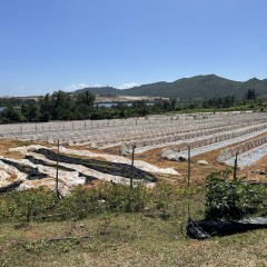 海南省直辖县陵水黎族自治县黎安镇大墩村地块五29.75亩耕地出租
