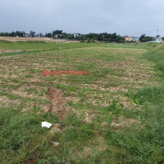 海南省直辖县陵水黎族自治县黎安镇黎丰村11.02亩耕地出租