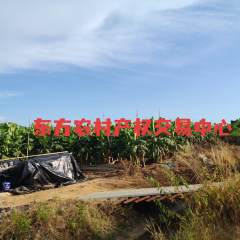 海南省直辖县东方市板桥镇田头村老李园地块34.37亩集体土地出租