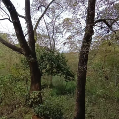 高安市黄沙岗镇横港村委会花园组高速征地范围内旱地上樟树杂树木处置