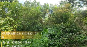 海南海口市琼山区东昌农场公司共1285.19亩胶园土地资产出租