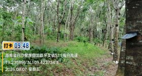 海南省直辖县白沙黎族自治县白沙分公司65.5亩开割胶园林下土地出租