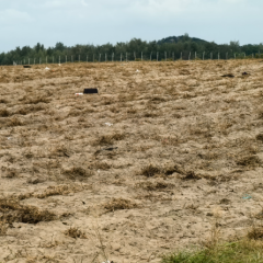 海南省直辖县万宁市和乐镇联丰村民委员会约1200亩集体土地出租项目