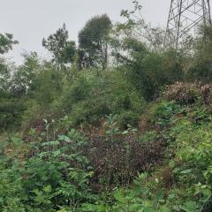 德兴市香屯街道杨家湾居民委员会杨家湾居1200亩山场割松脂承包