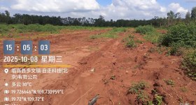 海南省直辖县临高县海胶红华分公司加来片区兰联多招队3标103.56亩胶园林下农业土地出租